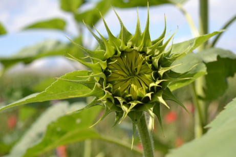 Sonnenblume halb offen